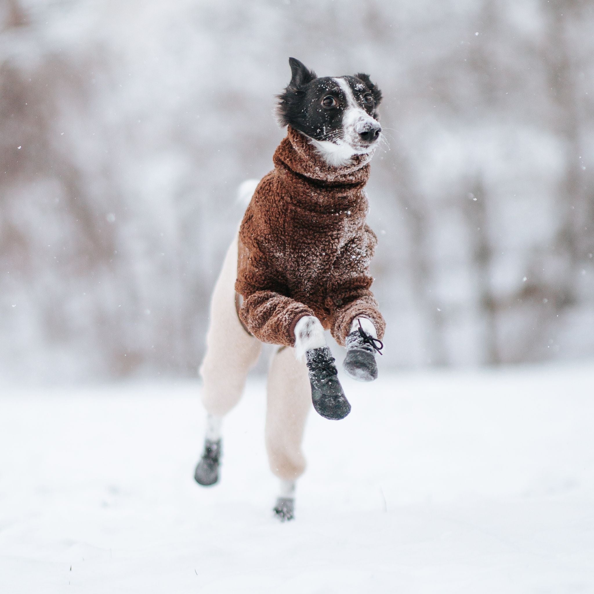 Dog Paw Protection – Why Dog Socks Are Essential in Winter
