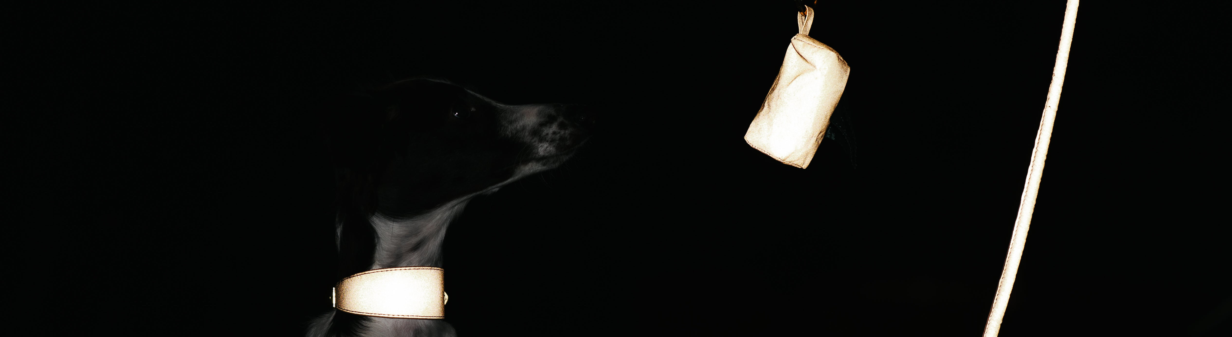 Reflective Accessories for Dogs and Dog Owners