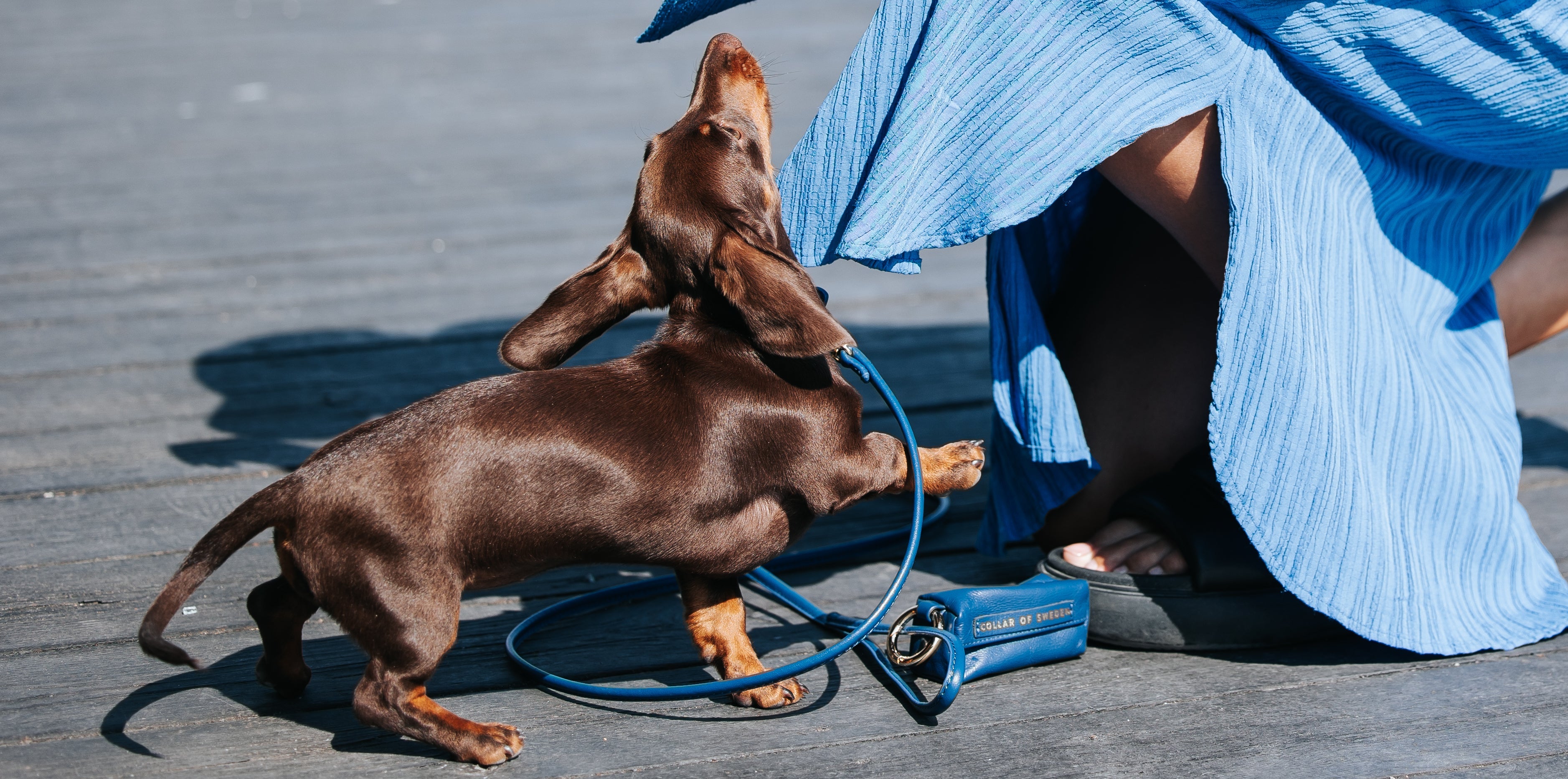 Dachshund with a dark blue collar and lead