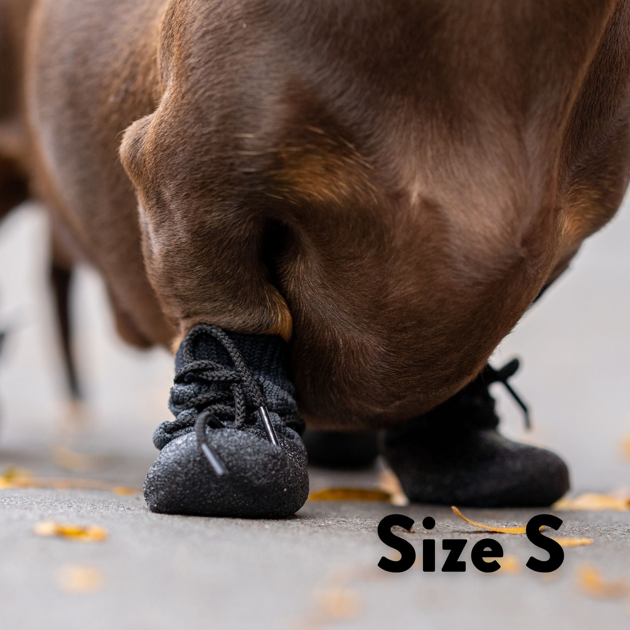 Dog wearing waterproof dog socks