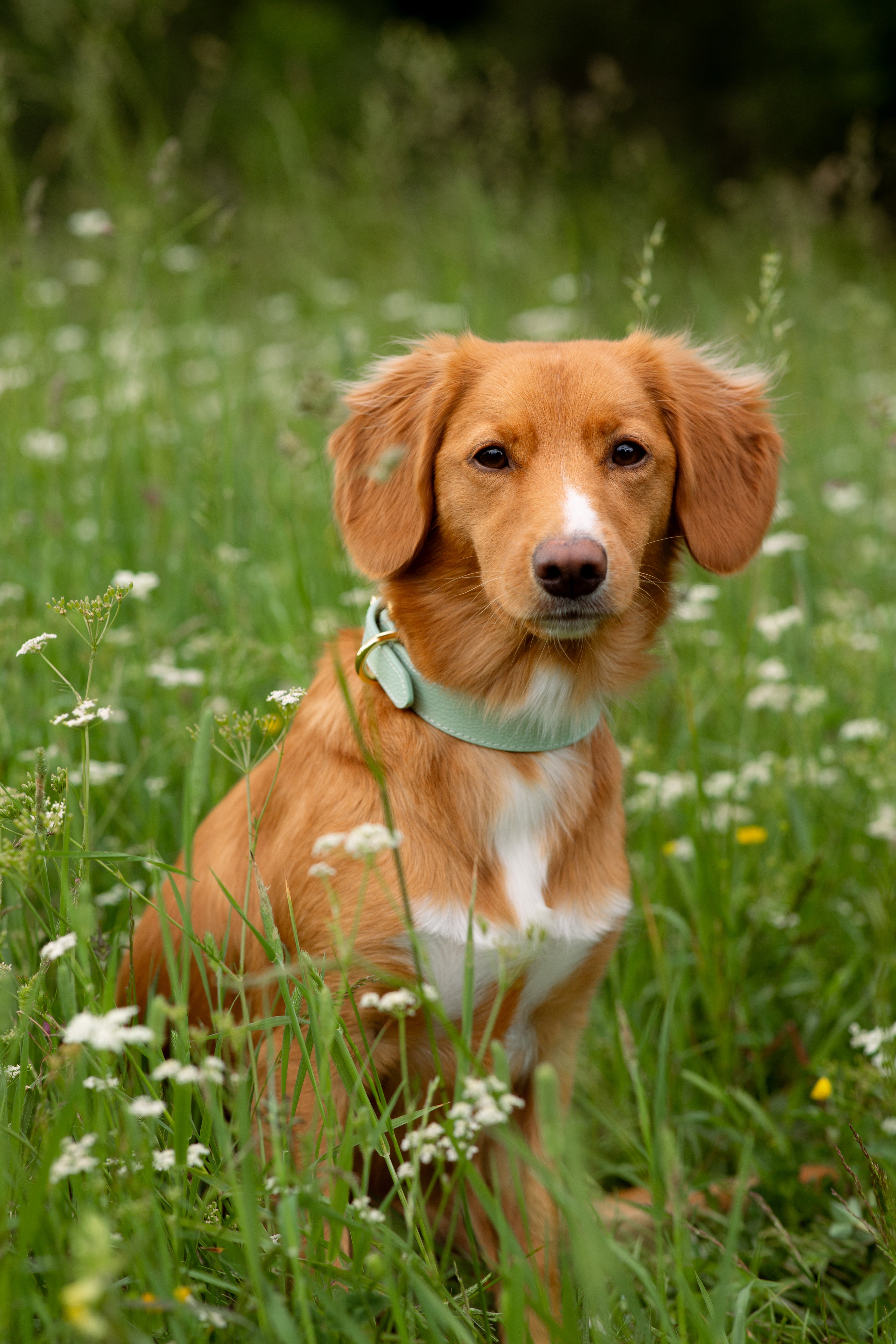Mint Hundehalsband Dünn