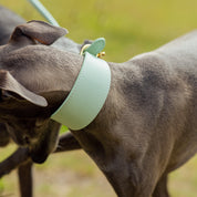 Mint Hundehalsband Breit