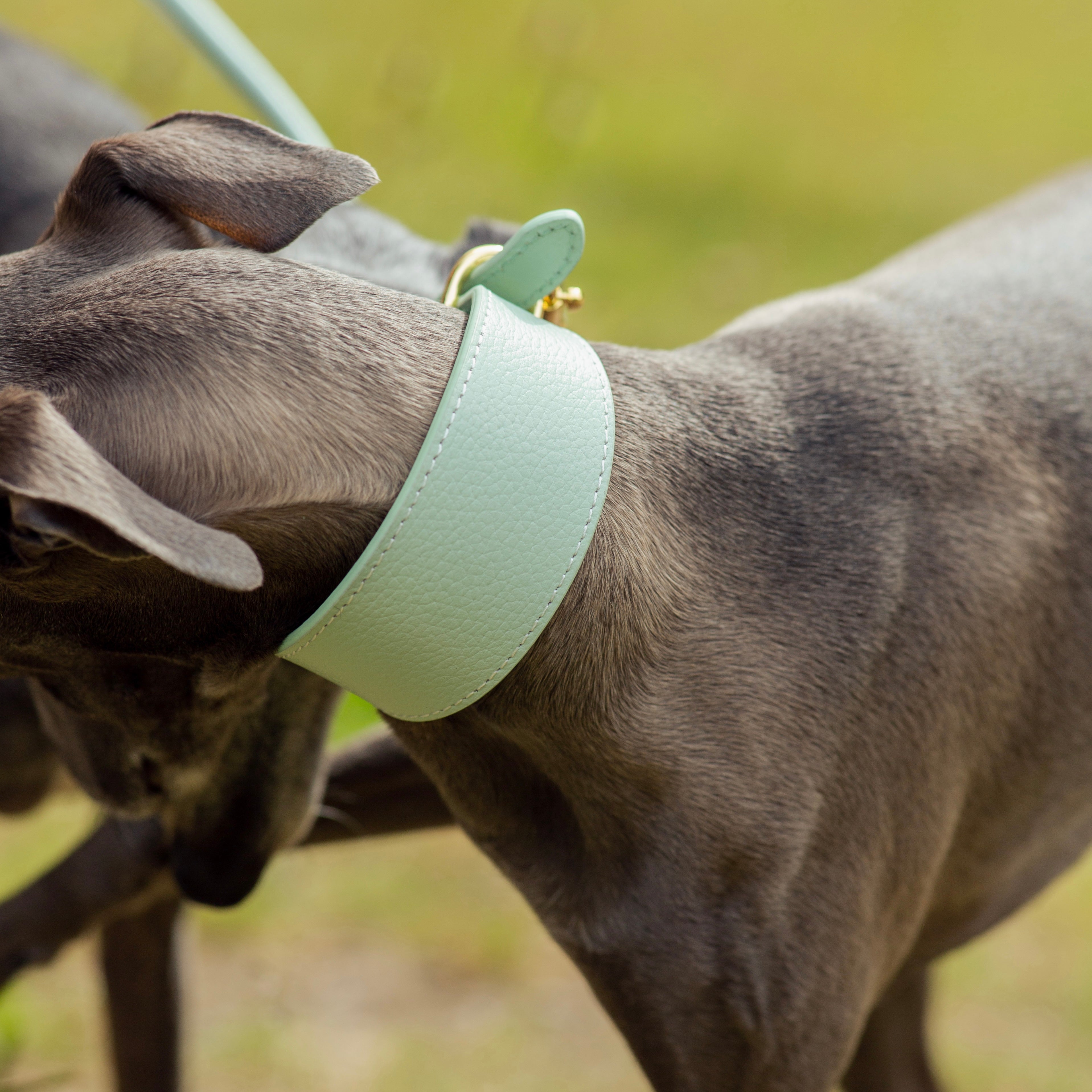 Mint Hundehalsband Breit
