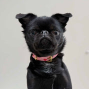 Love Hundehalsband Dünn