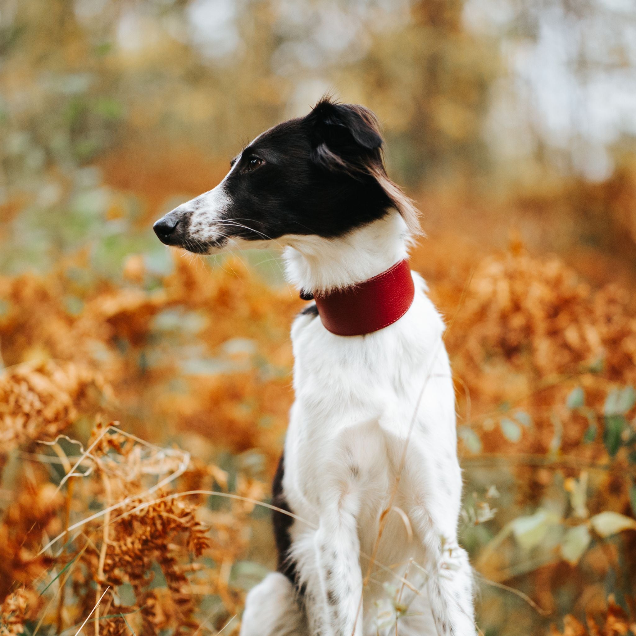 Burgunderrotes Hundehalsband Breit