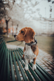 Schlange Hundehalsband Dünn
