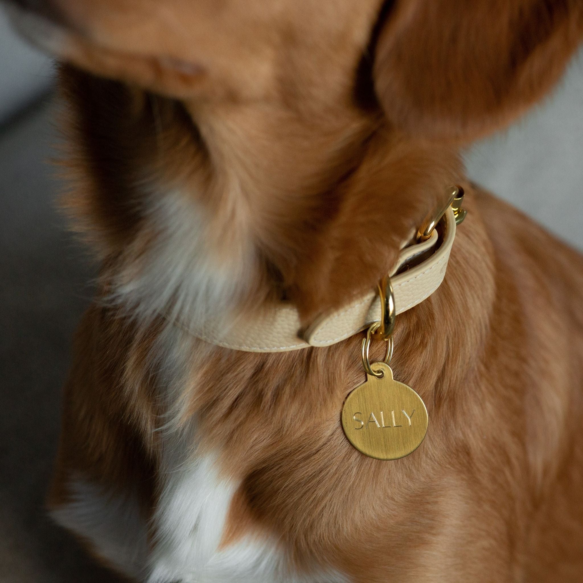 Beiges Hundehalsband Dünn