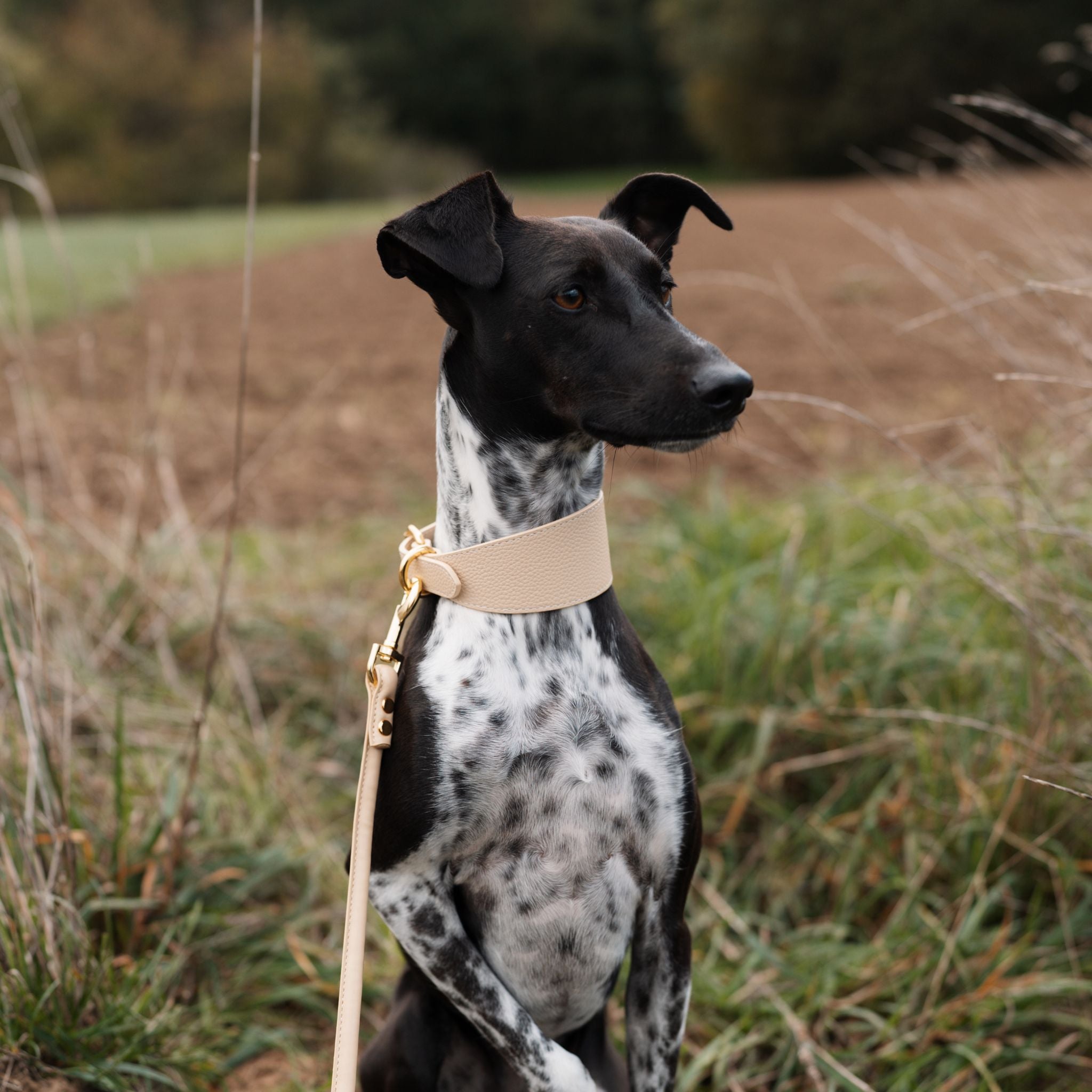 beige-dog-collar-leash-set-whippet-mix.jpg