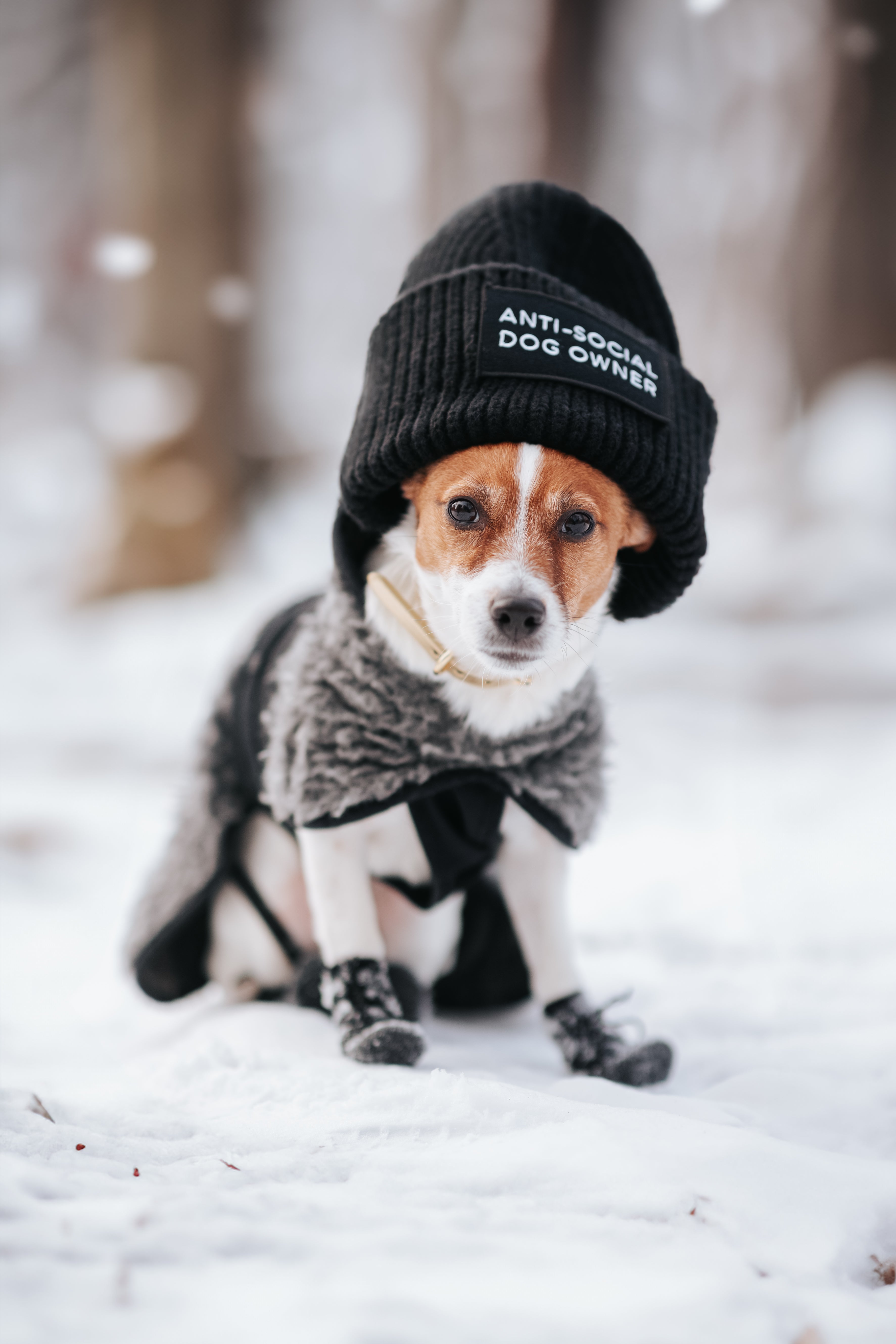 Schwarze Wollmütze - Anti-Sozialer Hundebesitzer