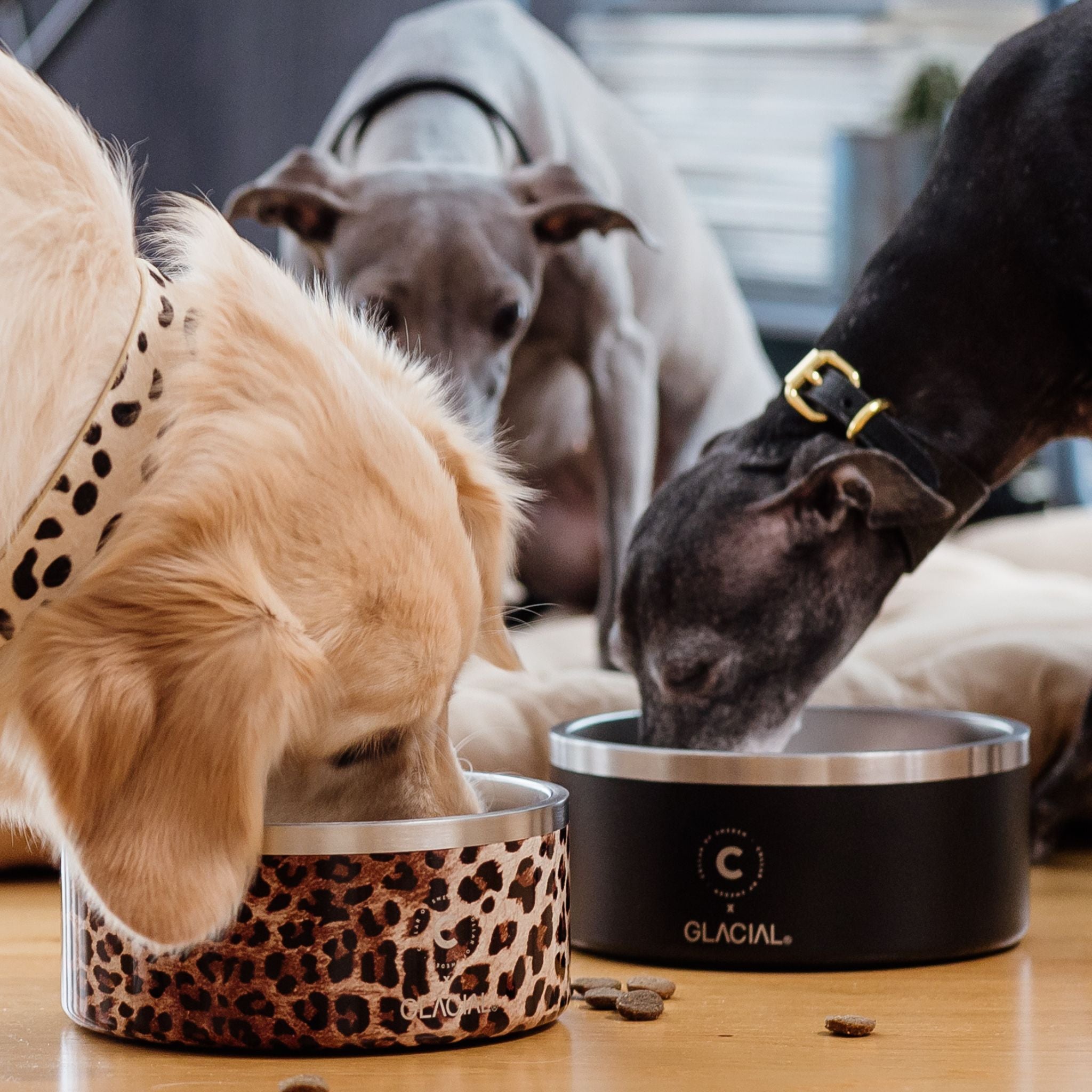 black-leopard-dog-bowl-for-food.jpg