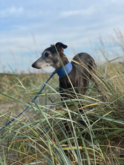 Blauer Denim Hundehalsband Breit
