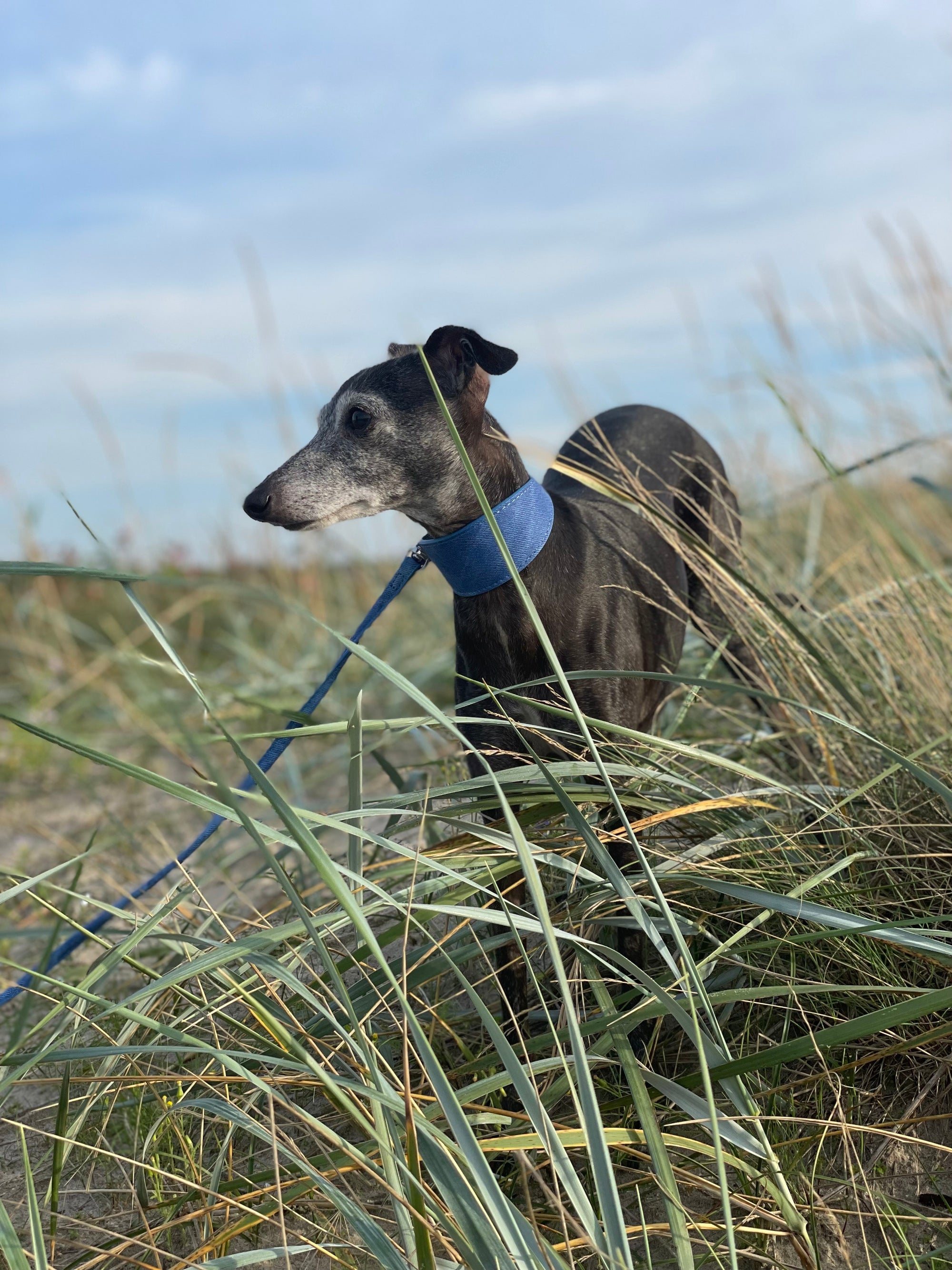 Blauer Denim Hundehalsband Breit