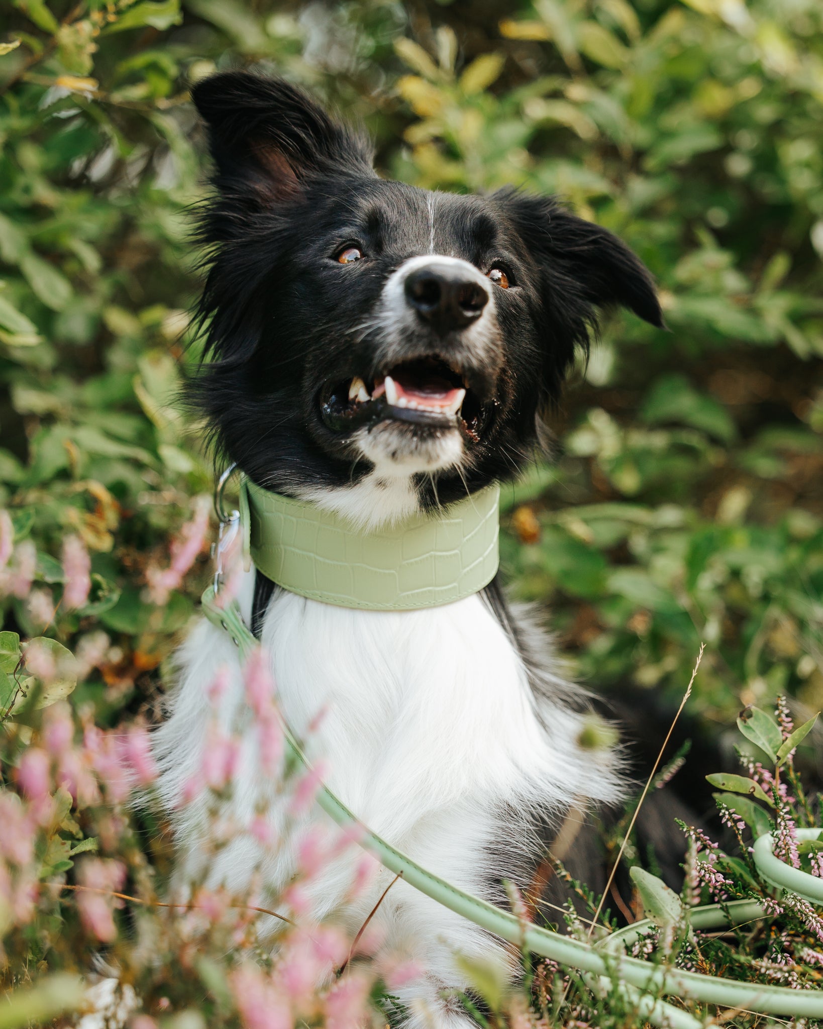 Pastel Grünes Krokodil Halsband für Hunde Wide