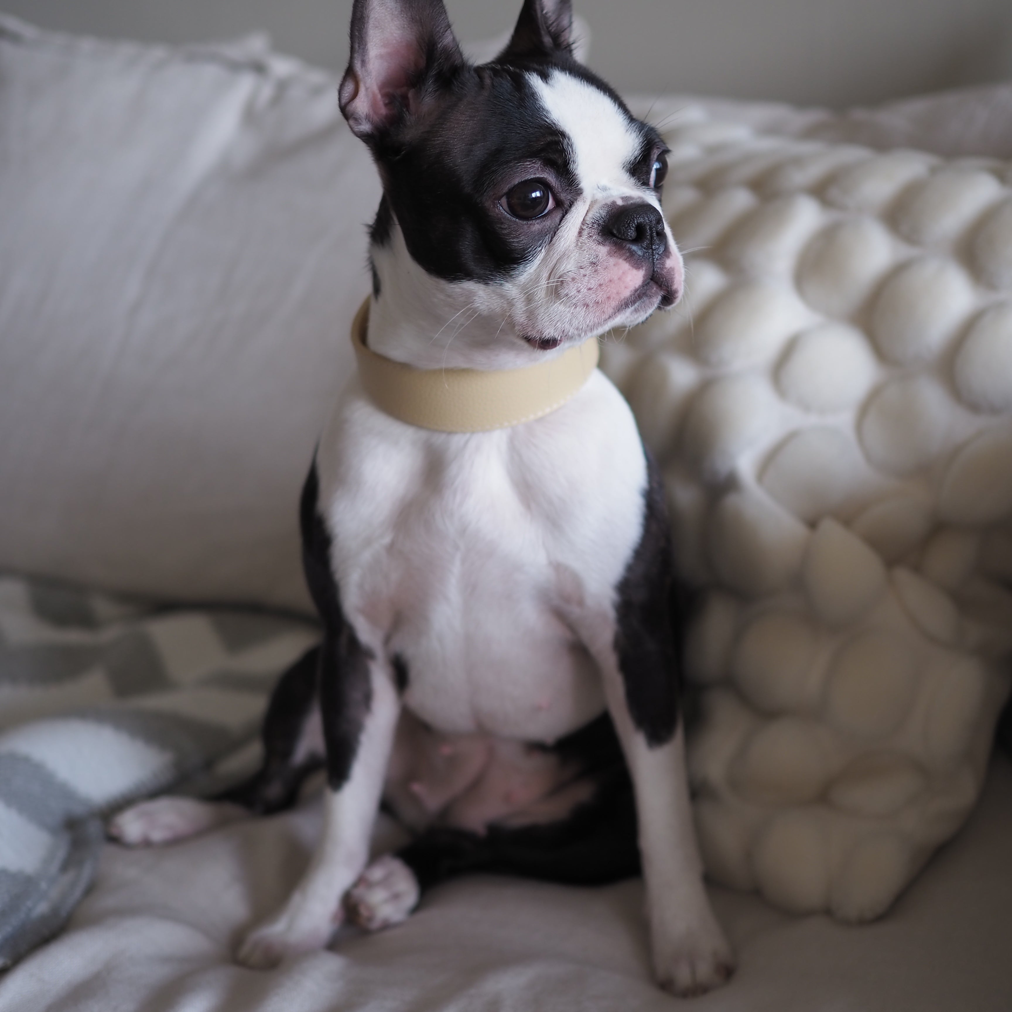 bostonterrier-beige-dog-collar-small-wide.jpg
