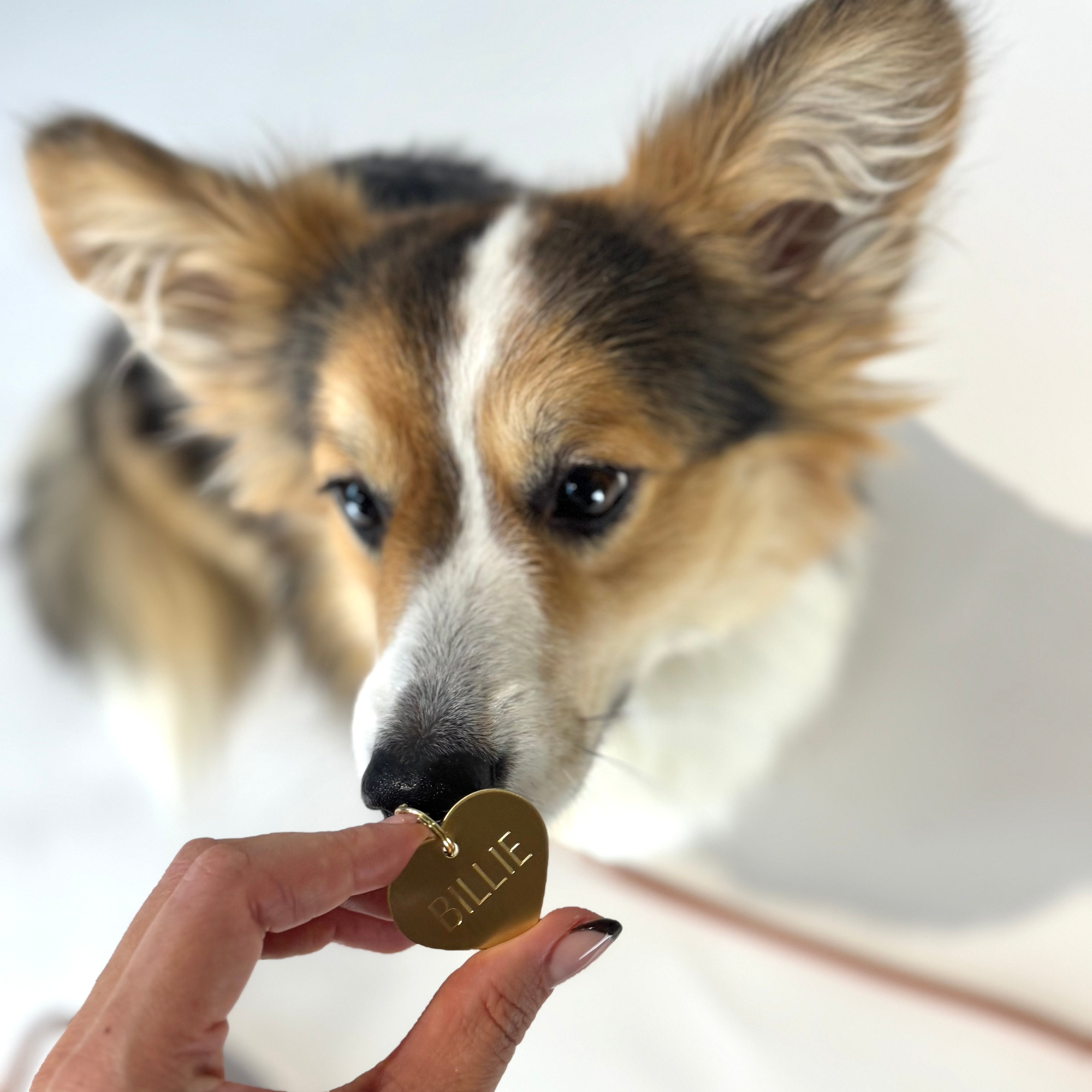 brass-name-tag-large-enviroment.jpg