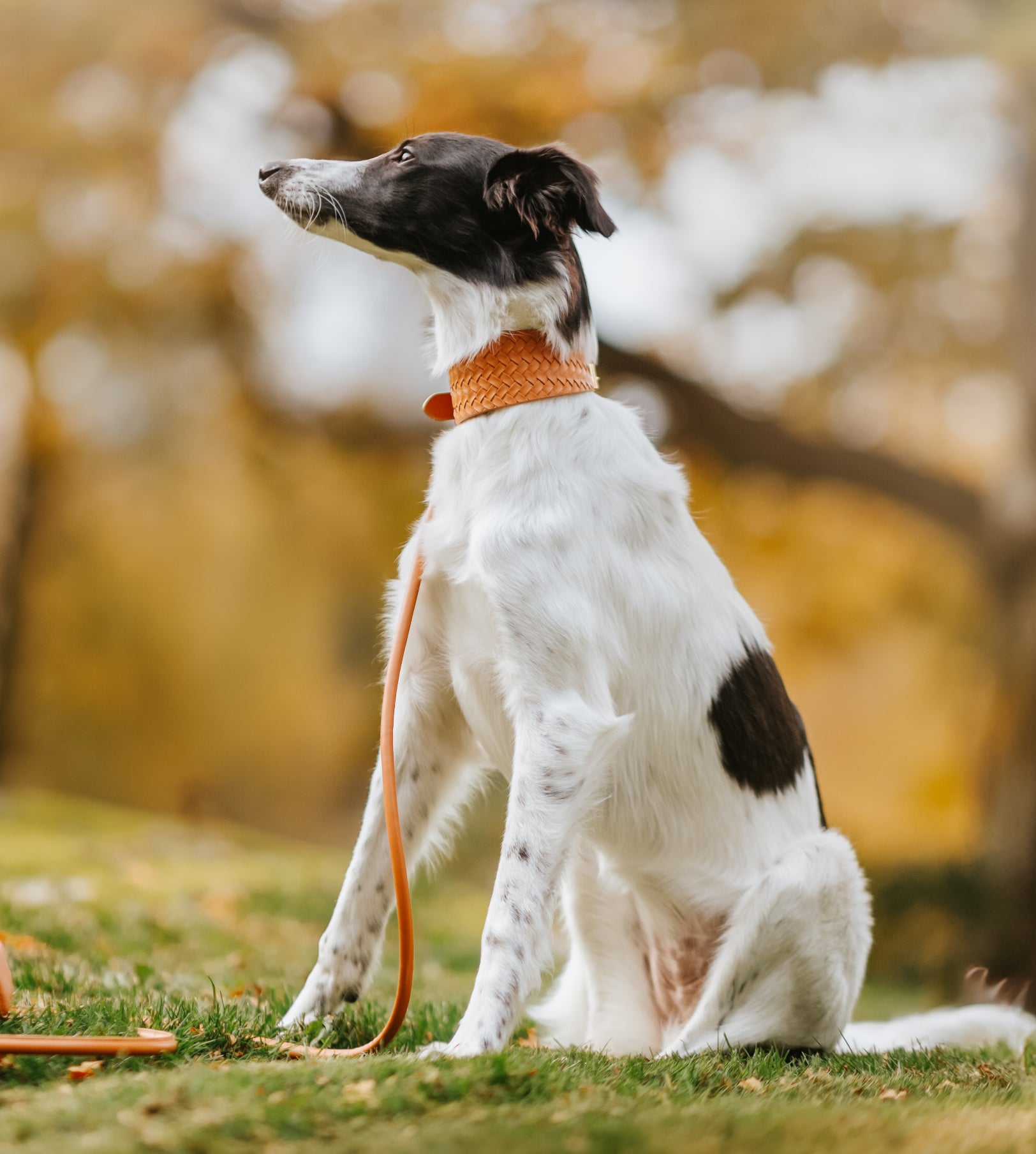 Braunes geflochtenes Hundehalsband breit
