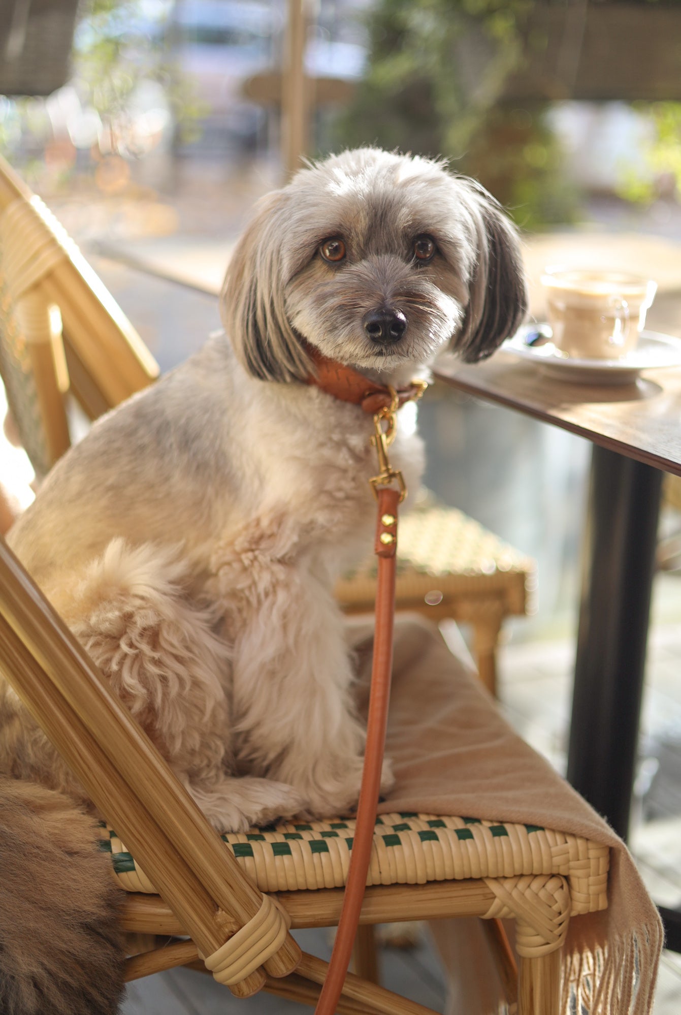 Braunes geflochtenes Hundehalsband breit