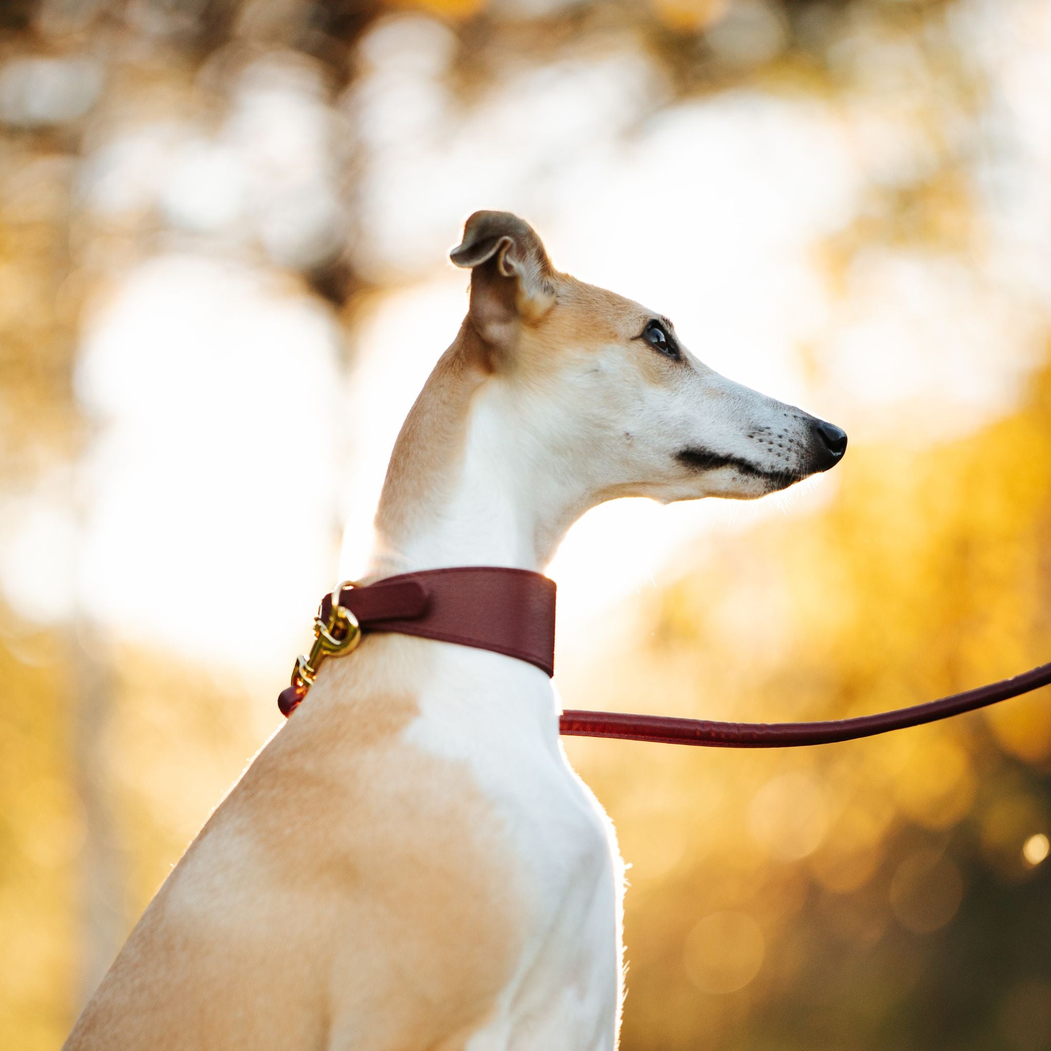 Burgunderrotes Hundehalsband Breit