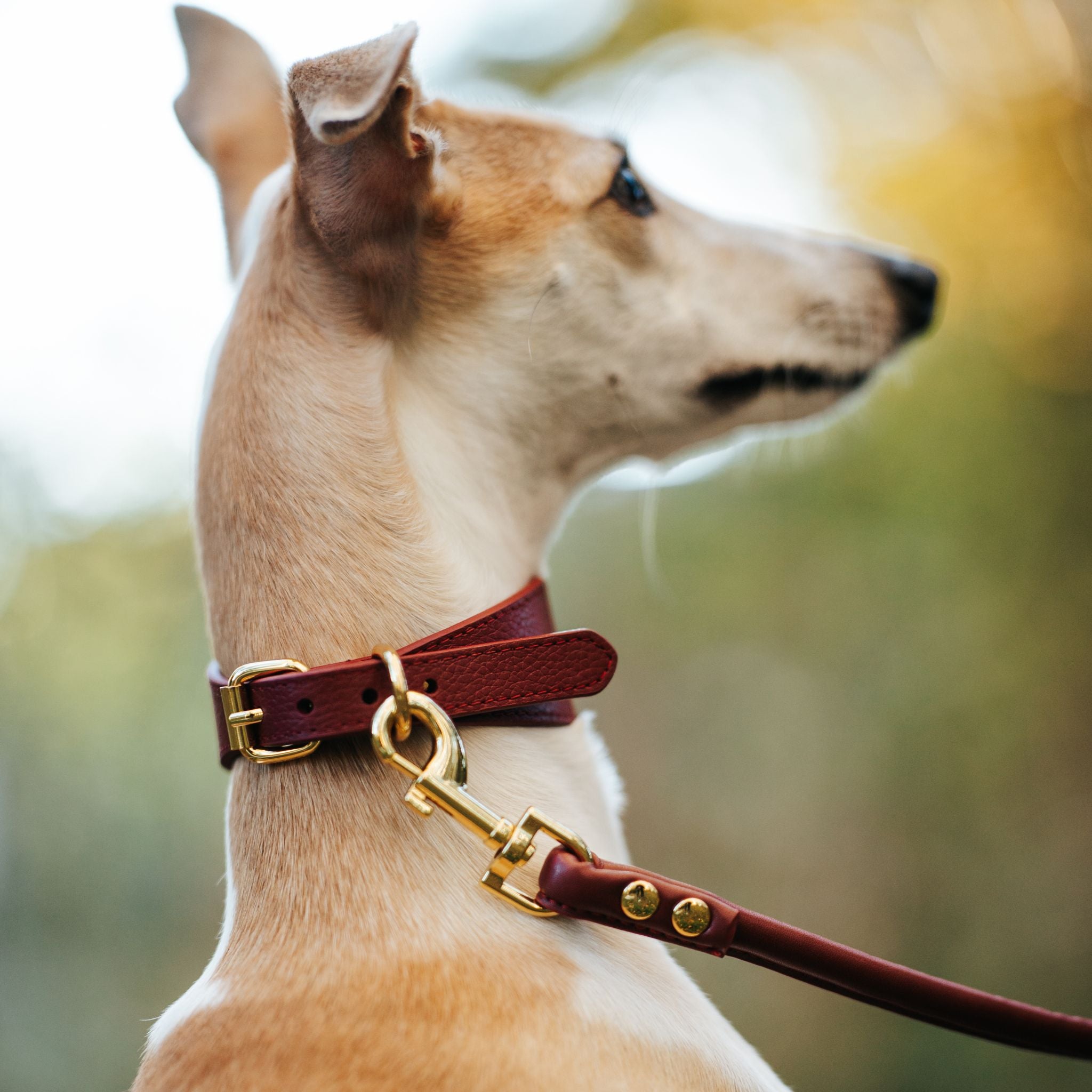 Burgunderrotes Hundehalsband Breit