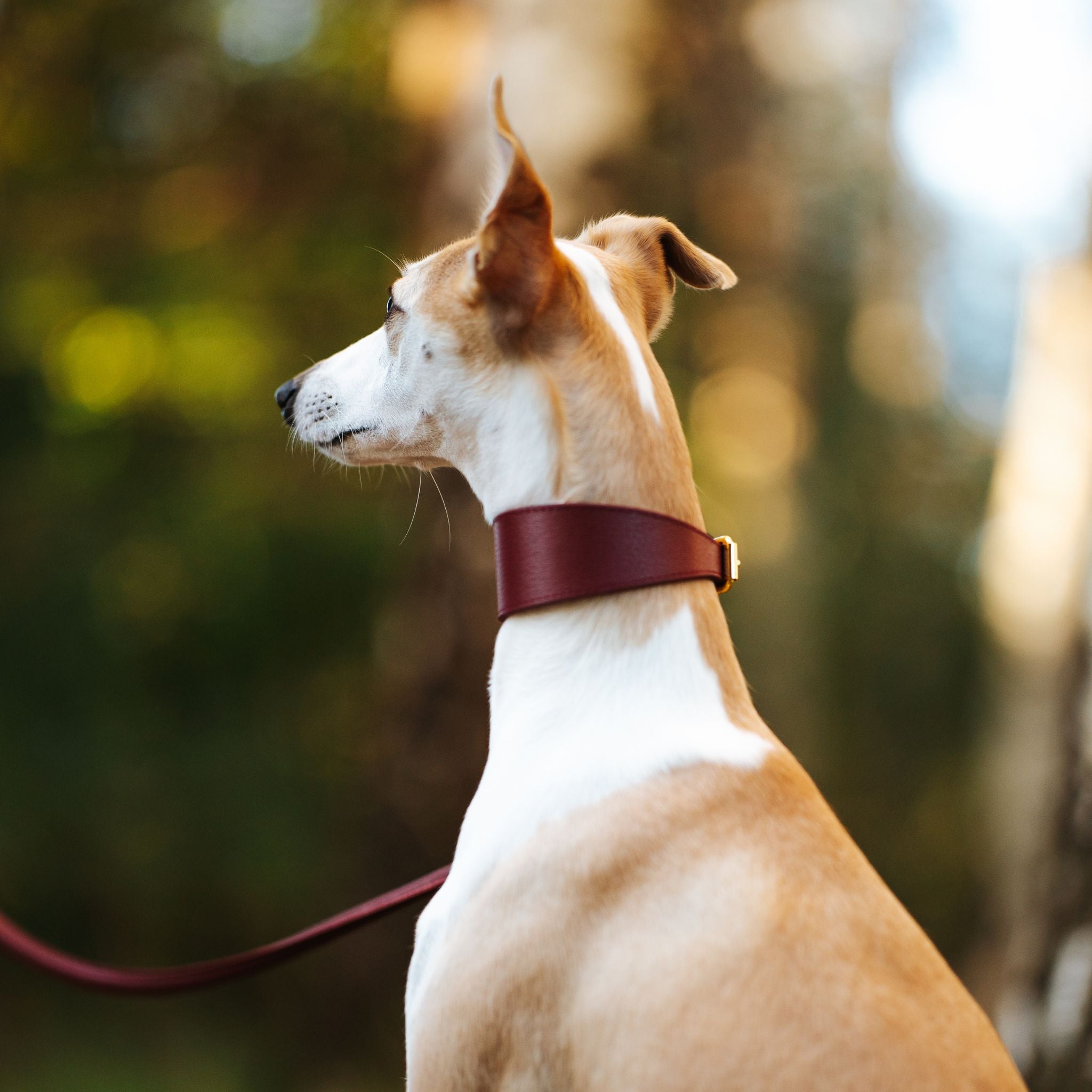 burgundy-set-whippet-autumn.jpg