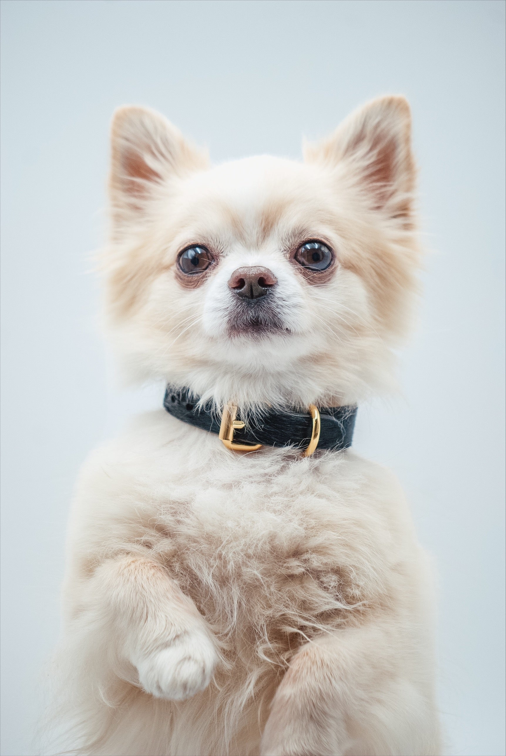 Schwarzes Krokodil Hundehalsband Dünn