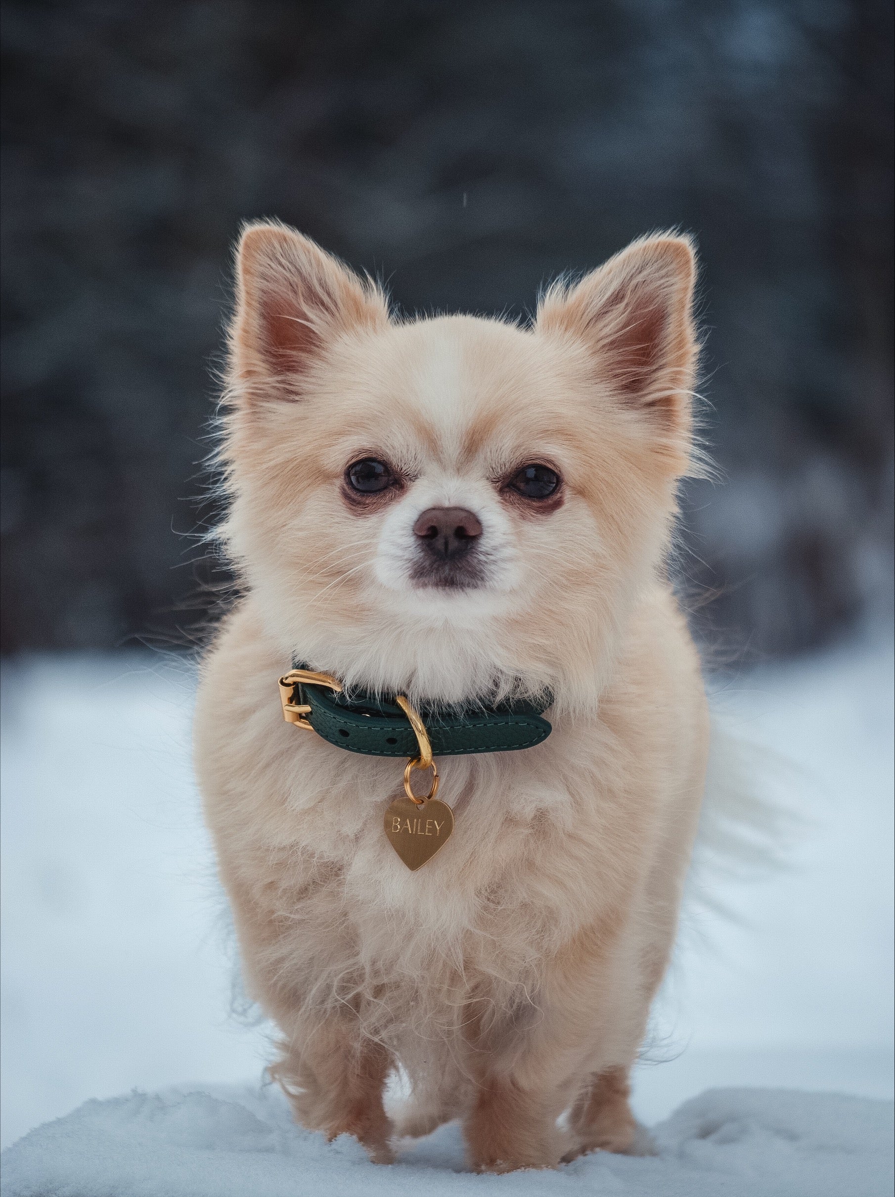 Dunkelgrünes Hundehalsband Dünn