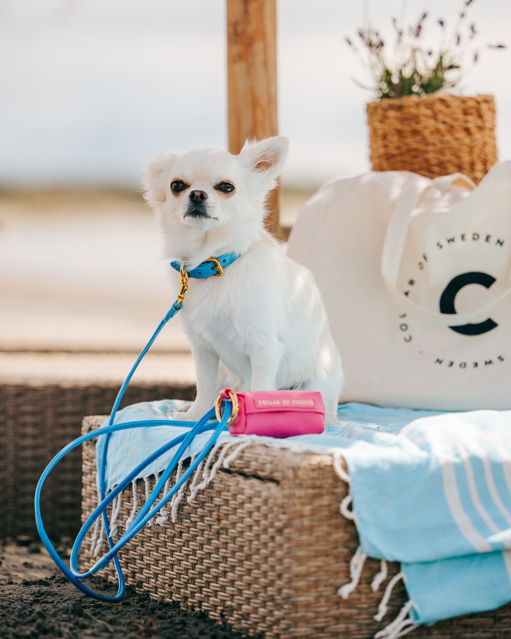 Neon Blaues Hundehalsband Dünn