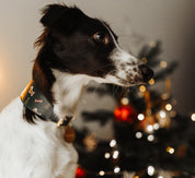 Weihnachten Hundehalsband Breit