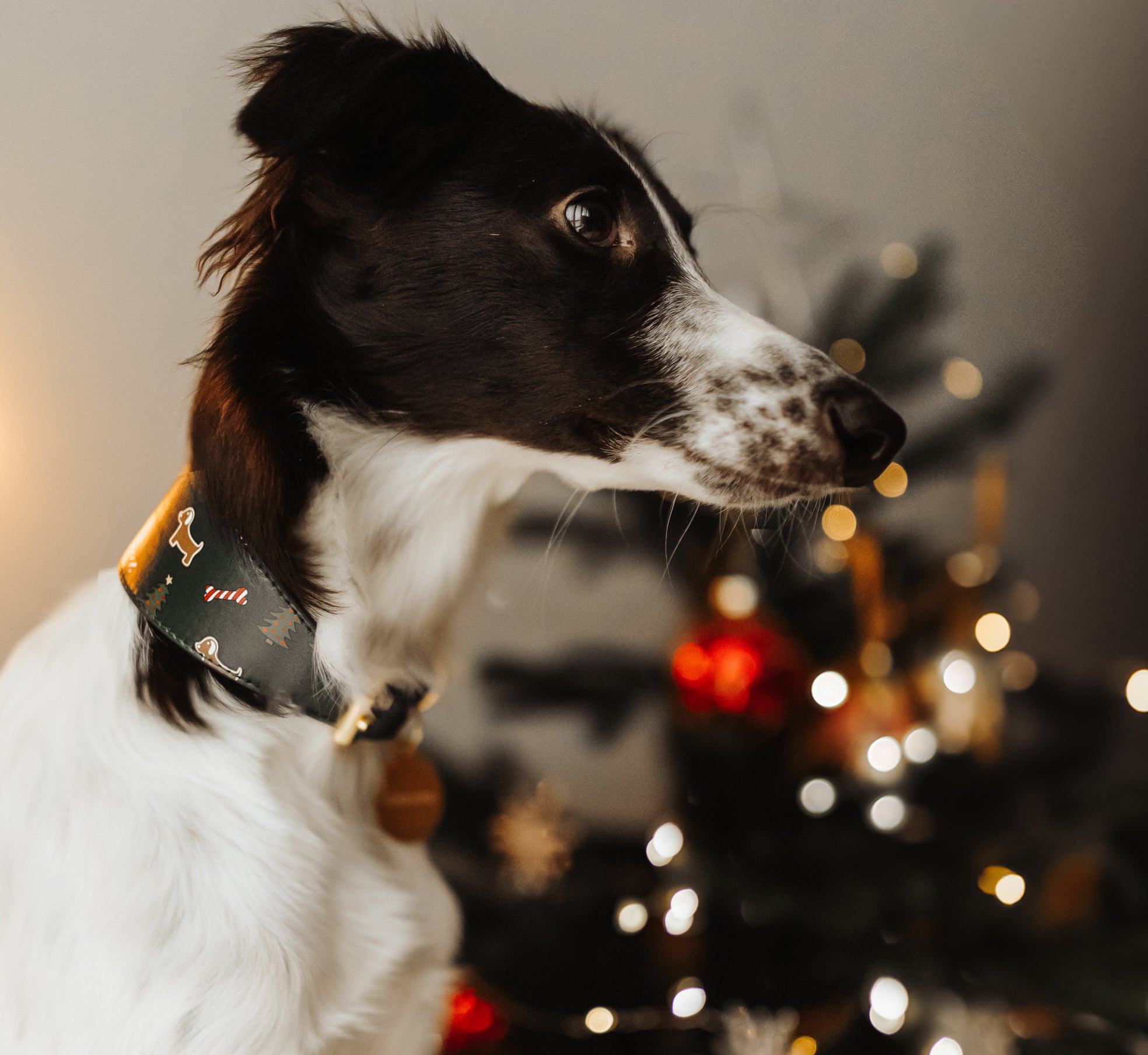 Weihnachten Hundehalsband Breit