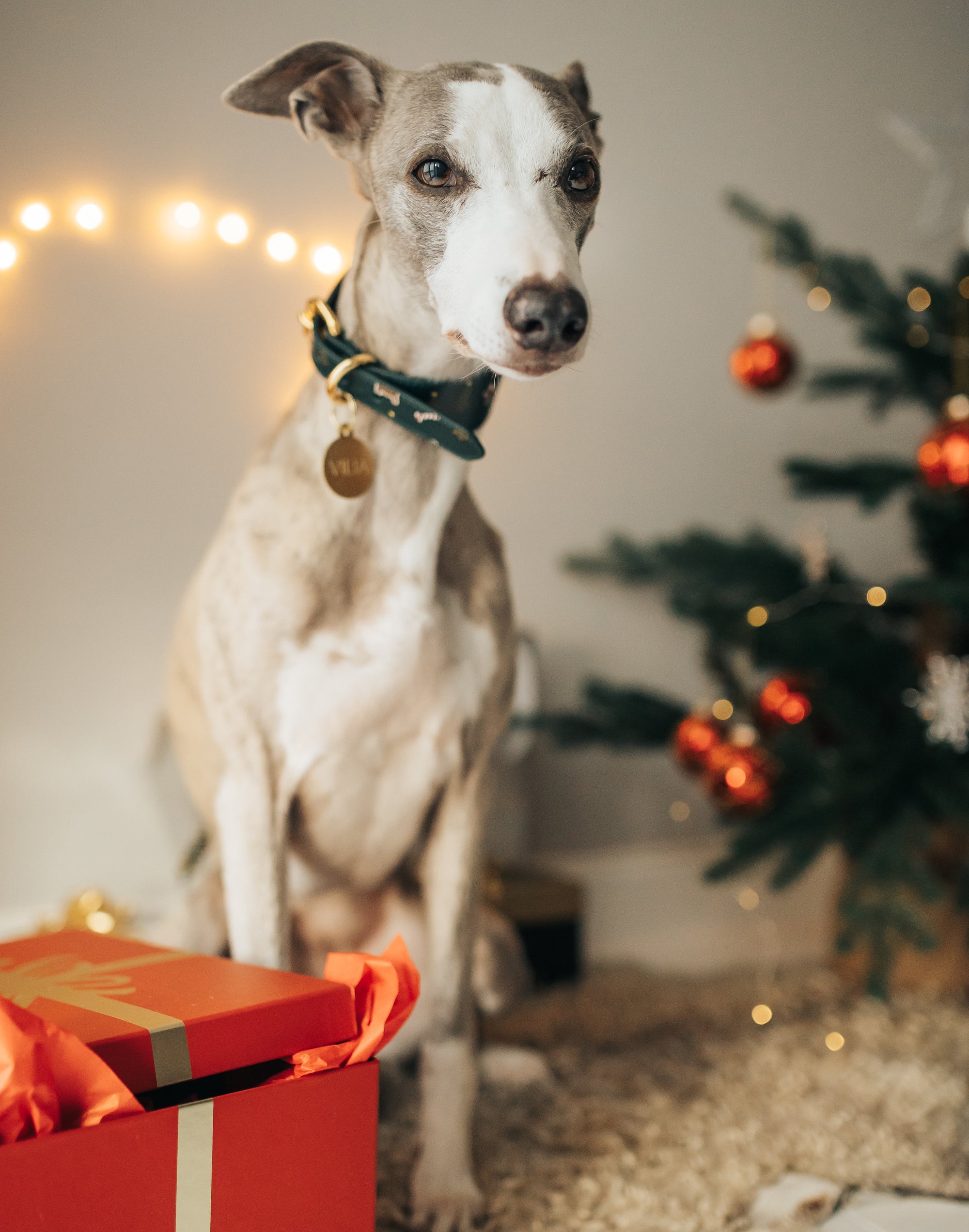 Weihnachten Hundehalsband Breit