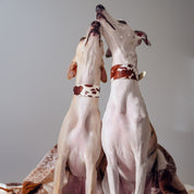 Kuh Hundehalsband Breit