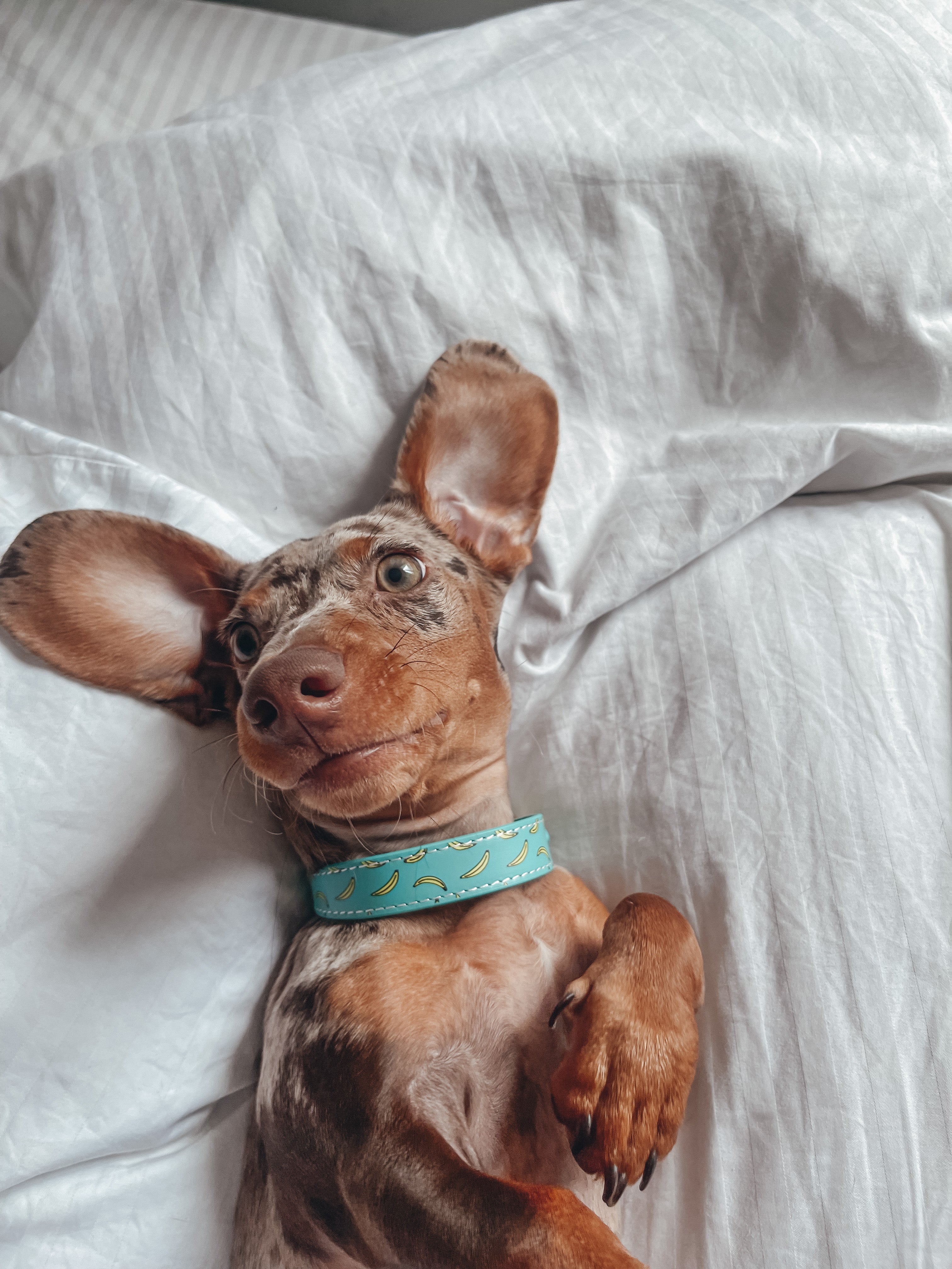 Bananen Hundehalsband Dünn