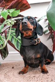Schwarzes Krokodil-Hundehalsband breit