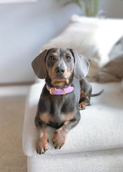 Violetter Krokodil-Hundehalsband Dünn