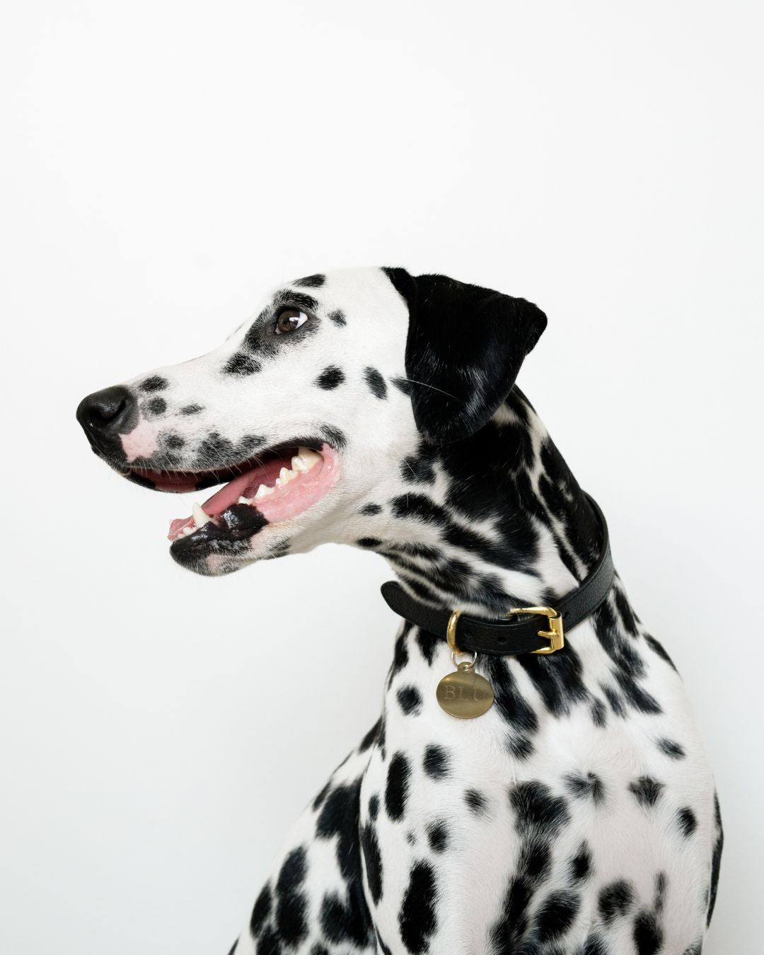 dalmatian-neutral-collection-hero-mobile.jpg