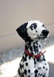 Rotes Hundehalsband Dünn