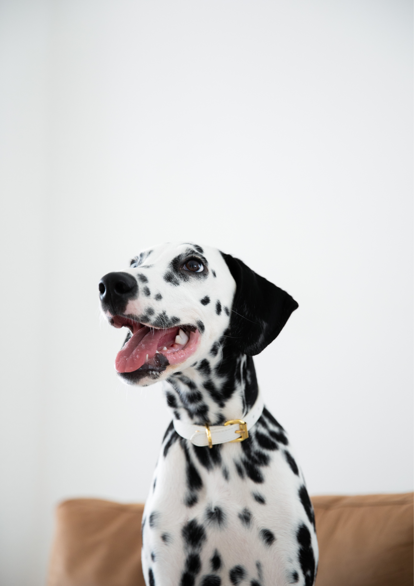 Weißes Hundehalsband Dünn