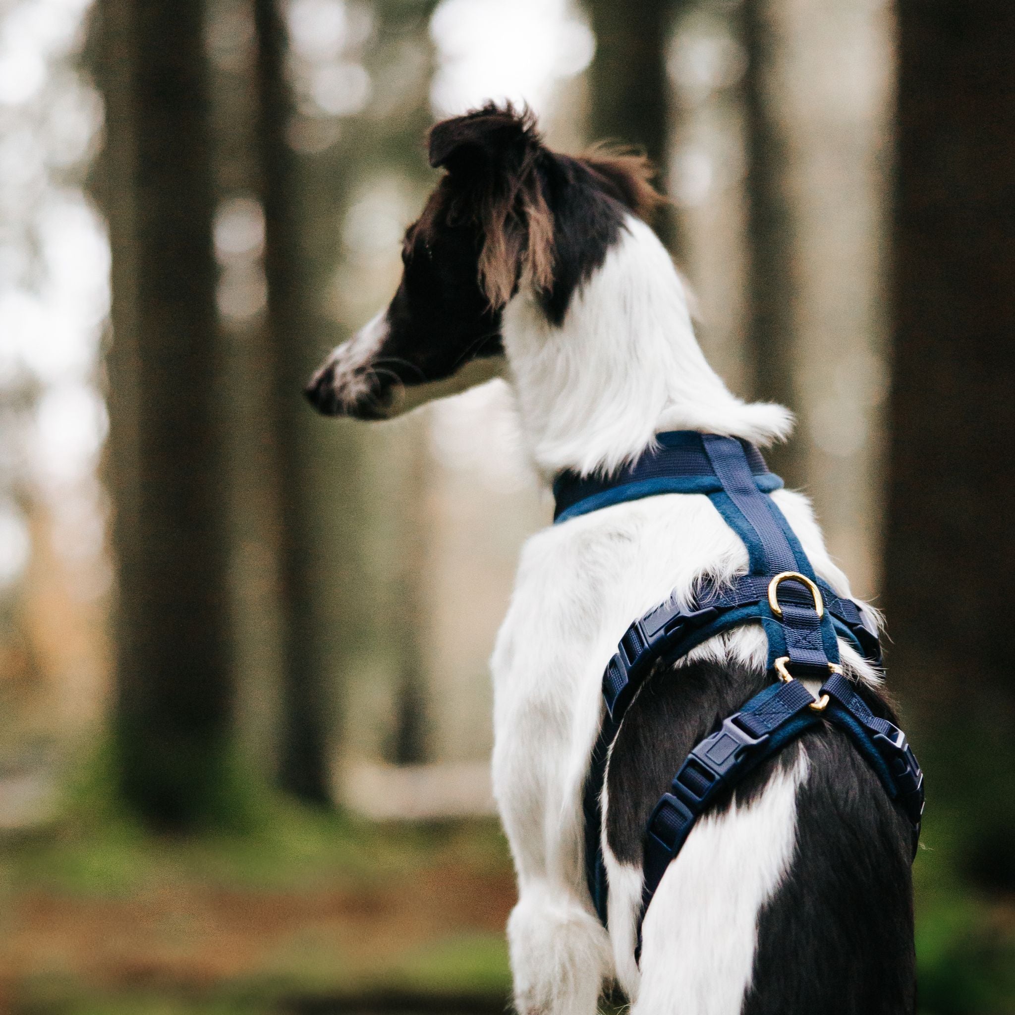 dark-blue-harness-size-s-silken-windsprite-back.jpg