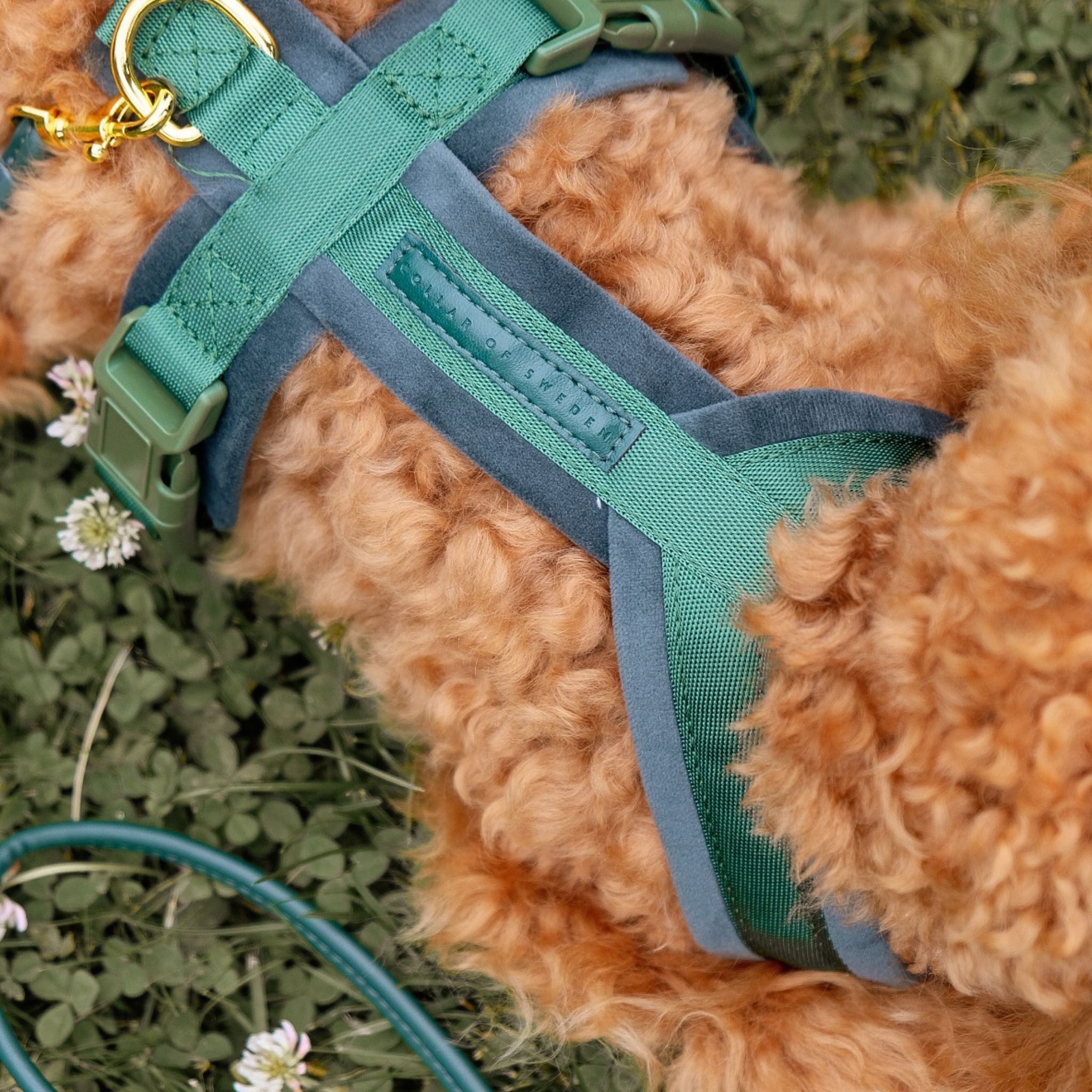 dark-green-harness-xs-poodle-back.jpg