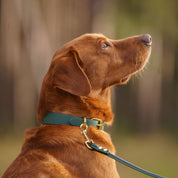 Dunkelgrünes Hundehalsband Dünn