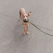 Dunkelgrünes Hundehalsband Breit