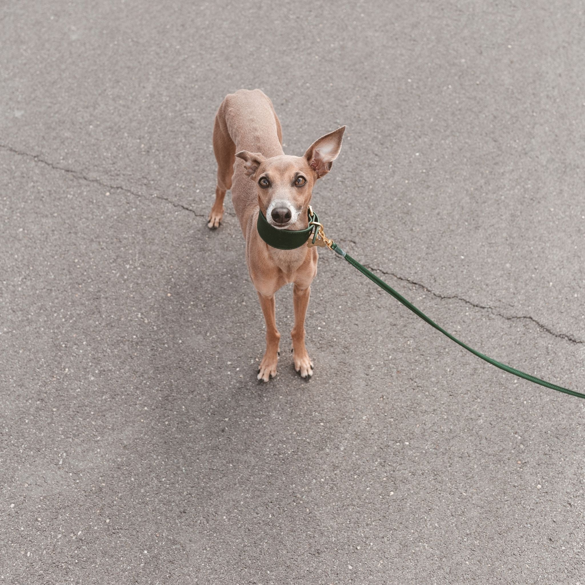 Dunkelgrünes Hundehalsband Breit