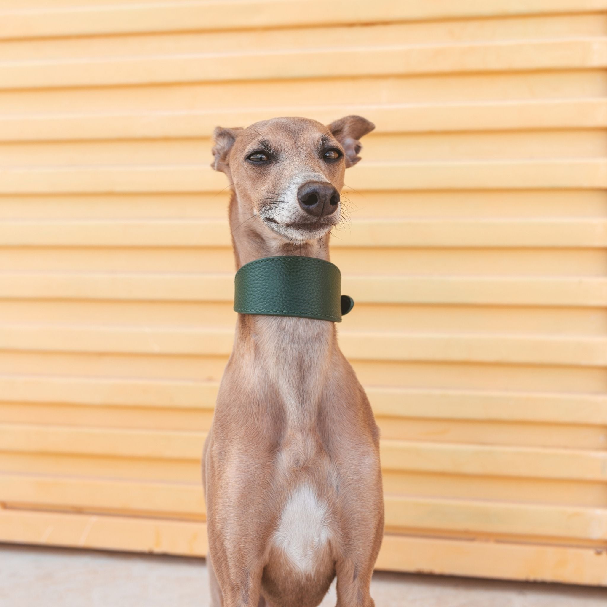 Dunkelgrünes Hundehalsband Breit