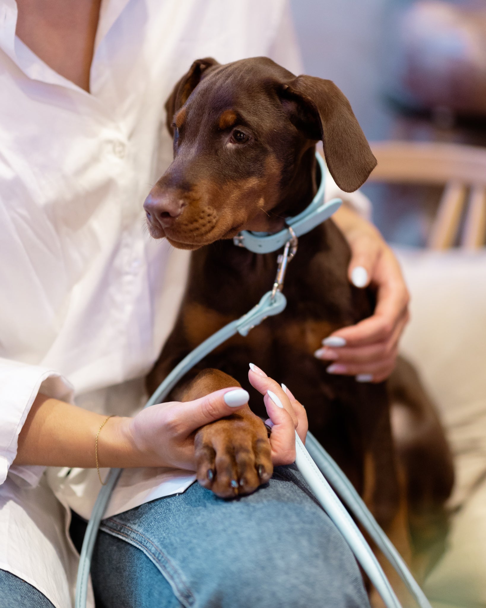 Baby Blue Croco Hundehalsband Breit