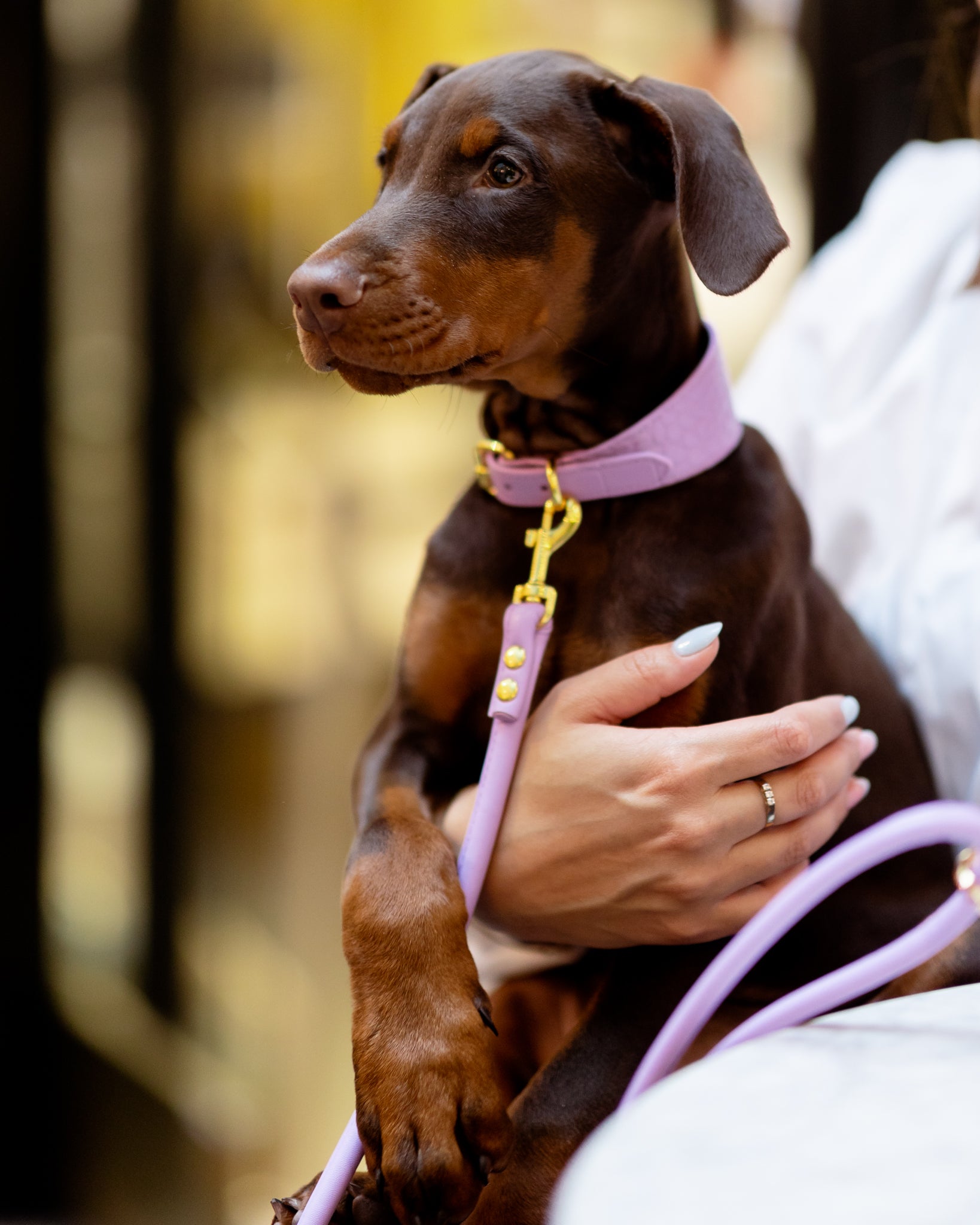 Violet Croco Hundehalsband Breit