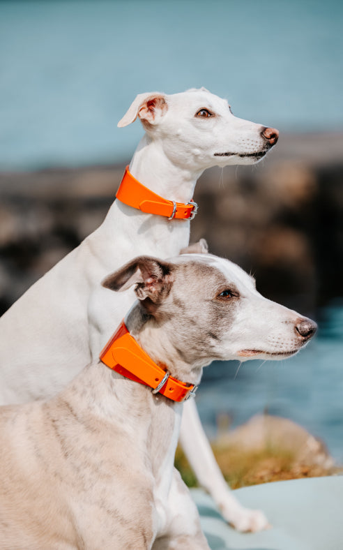 Glanzvolles orangefarbenes Hundehalsband breit