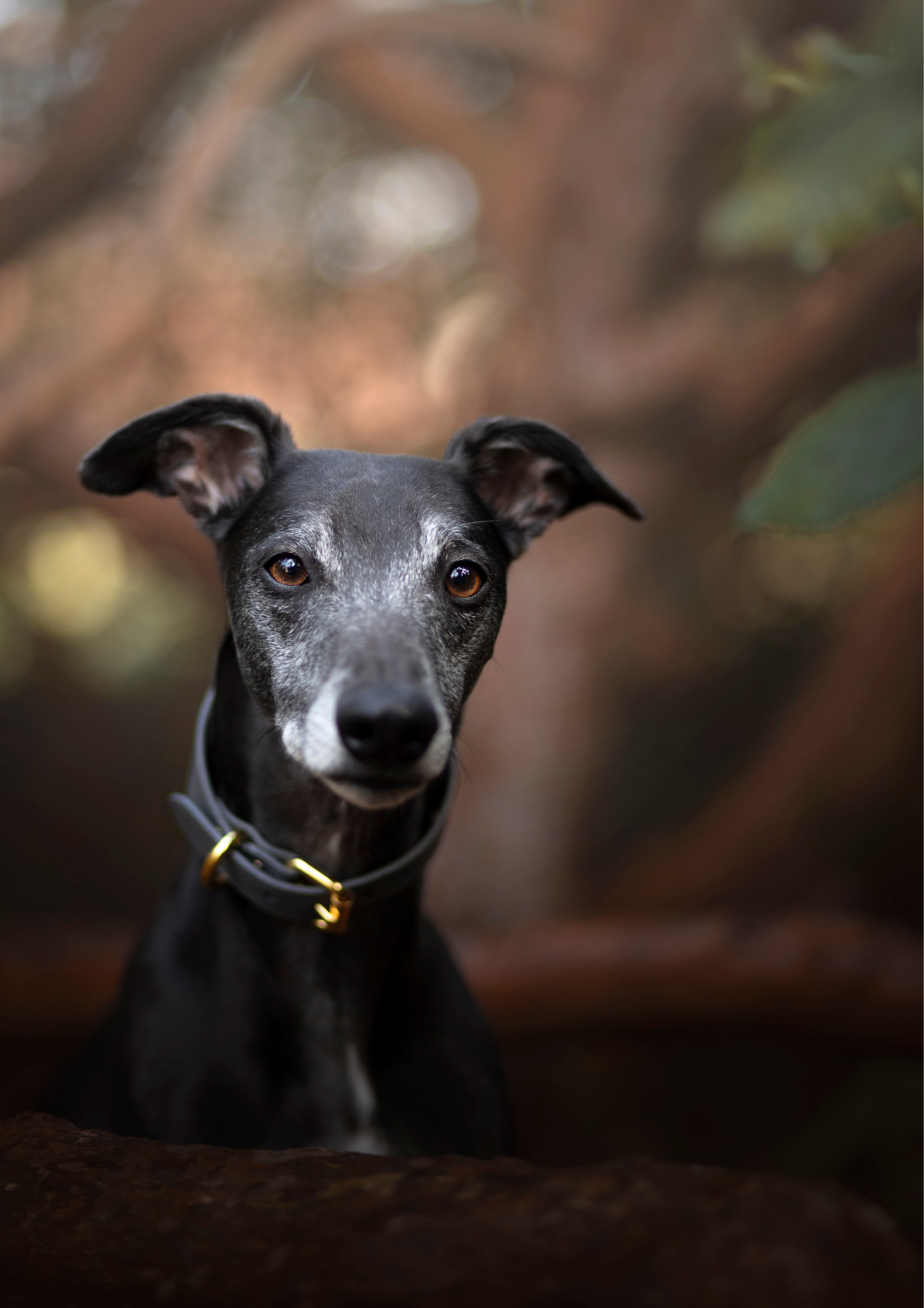 Dunkelgrauer Hundehalsband Breit