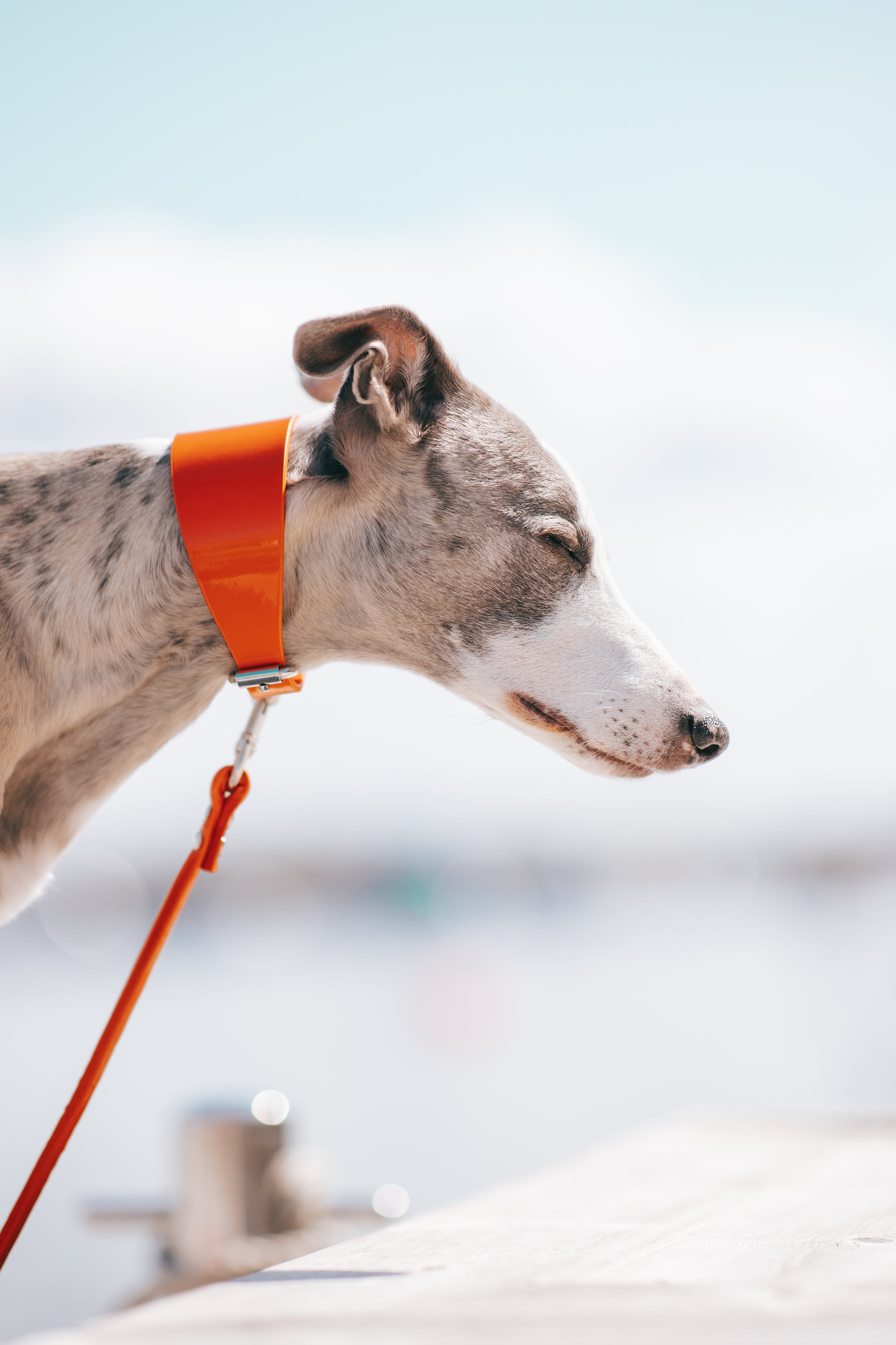 Glanzvolles orangefarbenes Hundehalsband breit
