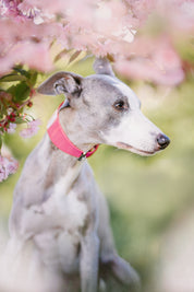Glanzrosa Hundehalsband Breit