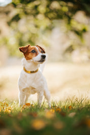 Gold Metallic Hundehalsband Dünn